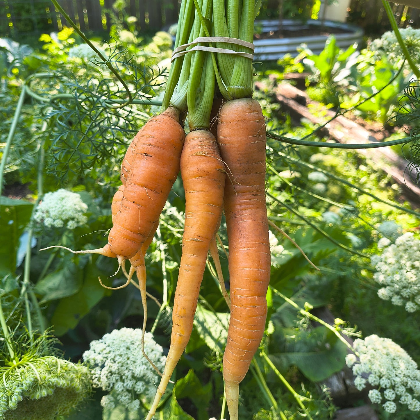 Carrots
