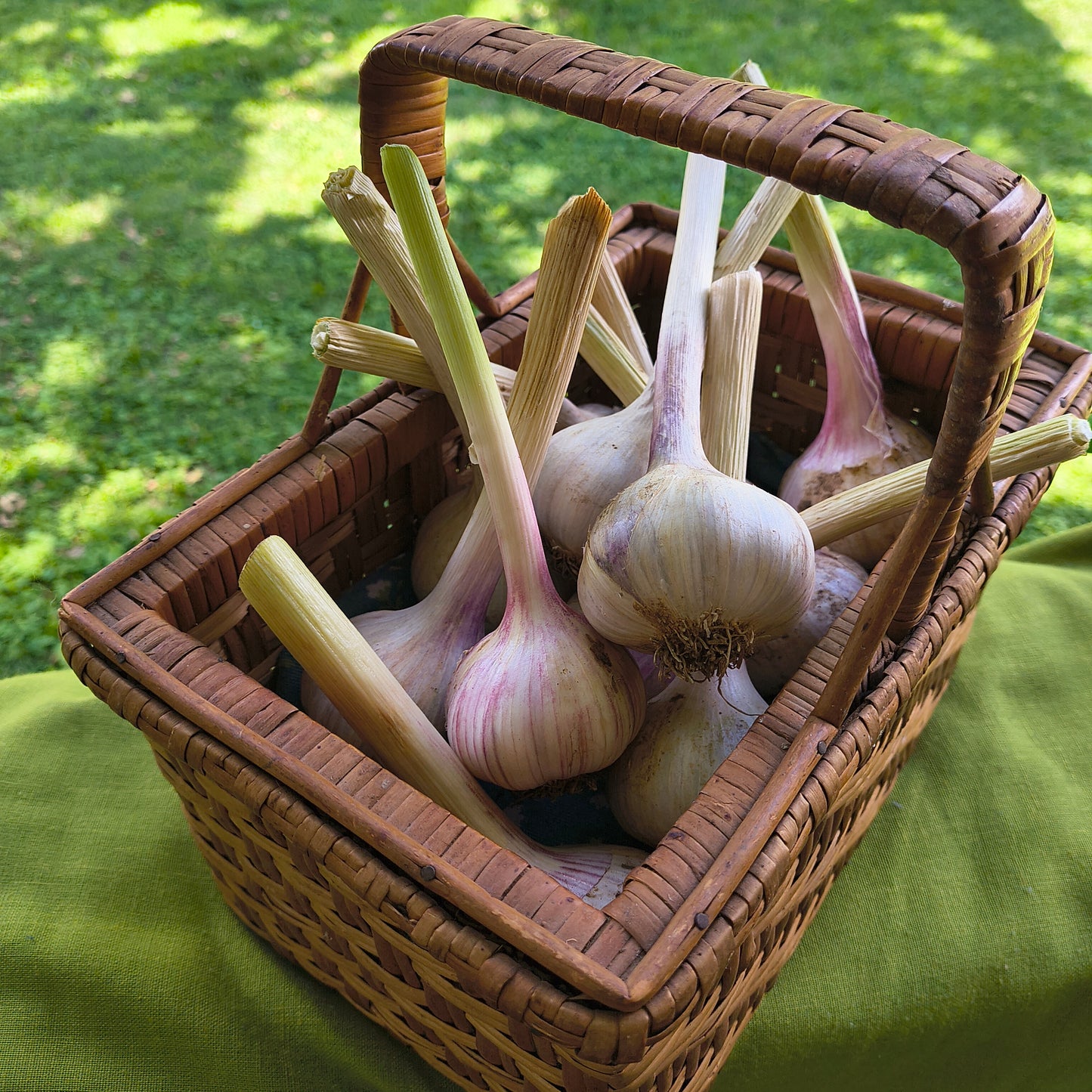 Garlic