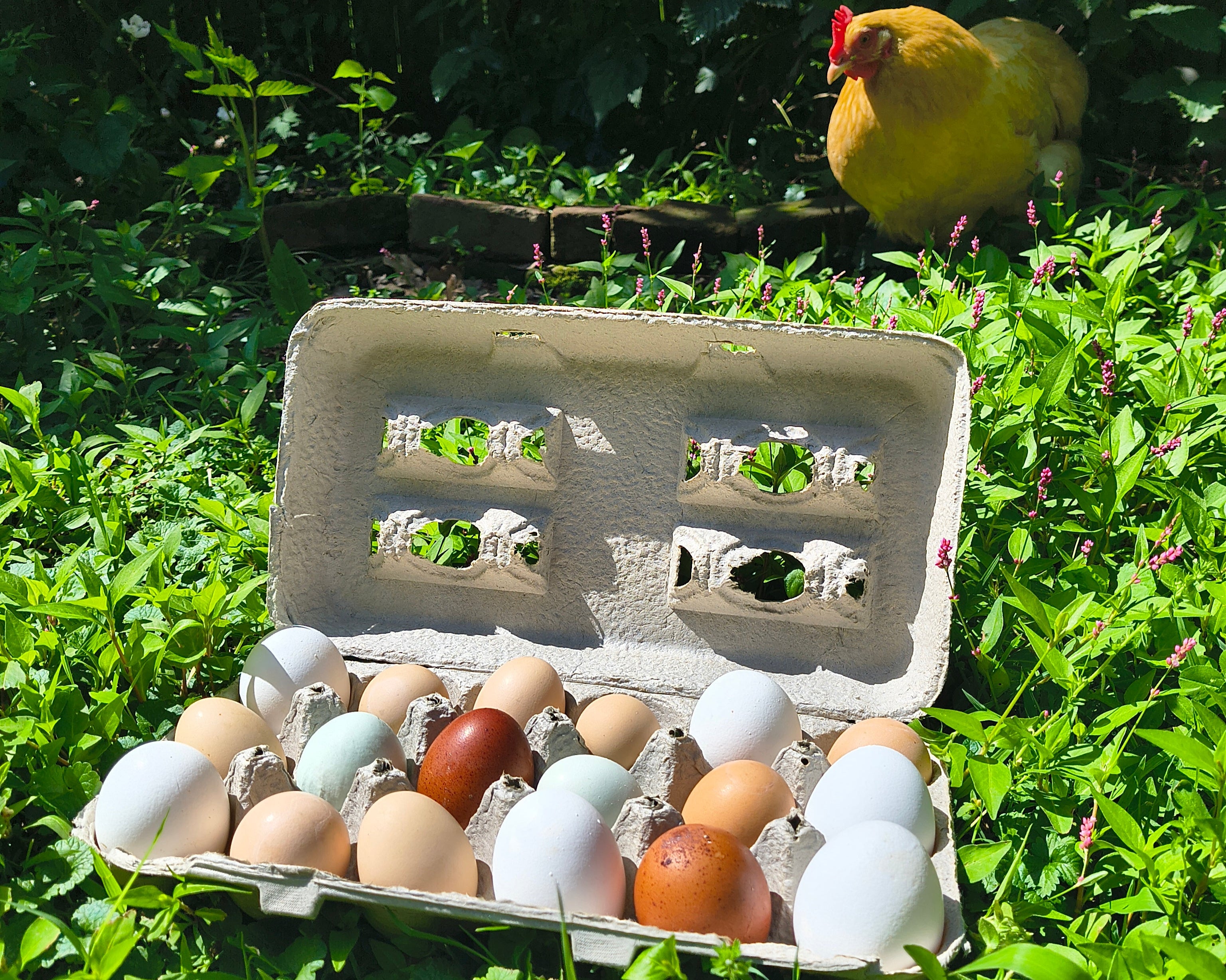 Tina posing with 18 pack of eggs